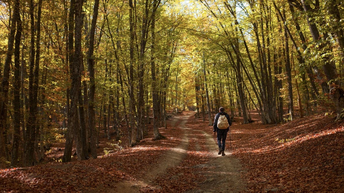 Man walking on a trail in the woods away from the camera
